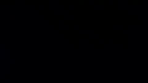 whitehead_lion online show from 01/20/25, 07:57