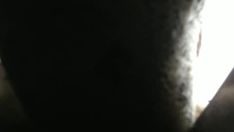 SHENIEL RODRIGUEZ online show from 02/17/26, 05:41