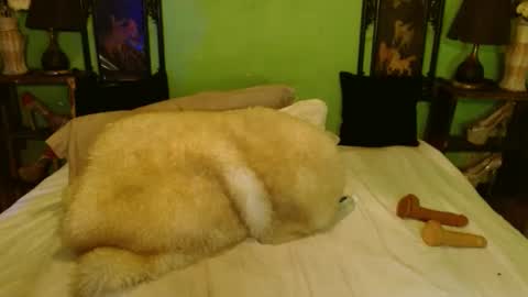 PAMPAM online show from 02/28/25, 07:46