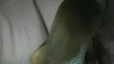 Glenda online show from 02/03/26, 02:11