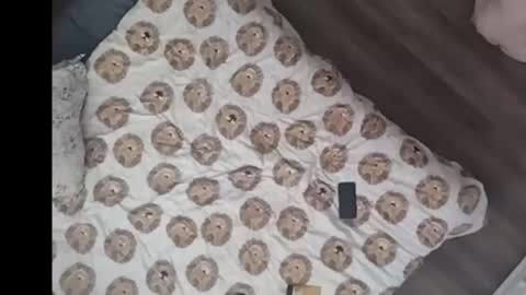 Dan online show from 03/15/26, 03:07