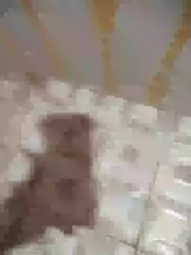 Snapshot of Sanjaymartin29 chatting on 01/16/25, 01:37 Sanjaymartin29 online show from 01/16/25, 01:37