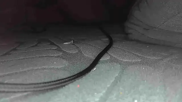 sclax38 online show from 01/01/25, 12:00