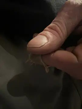 Followthepiper online show from 02/05/25, 02:40