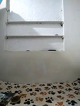 Cameron puppy online show from 04/12/26, 10:20