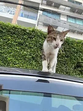 AngelinaTeller online show from 04/13/26, 12:27