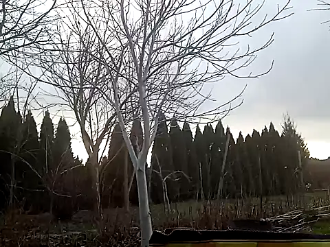 perversalus online show from 02/02/25, 01:08