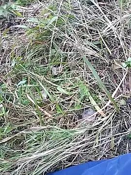 Nkumar173 online show from 11/10/25, 07:07