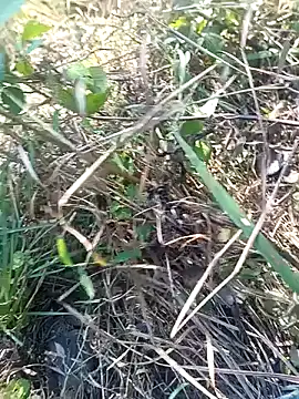 Nkumar173 online show from 11/11/25, 05:51