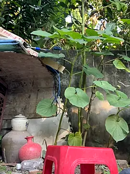   Saphia   online show from 11/27/25, 12:35