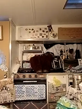 Snapshot of whitetrashdirtyslut chatting on 03/18/26, 01:14 whitetrashdirtyslut online show from 03/18/26, 01:14