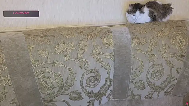 gertanord online show from 10/26/25, 02:23