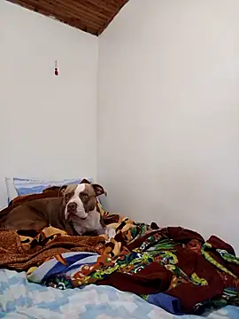 Snapshot of sebasxx97 chatting on 11/12/25, 02:17 sebasxx97 online show from 11/12/25, 02:17