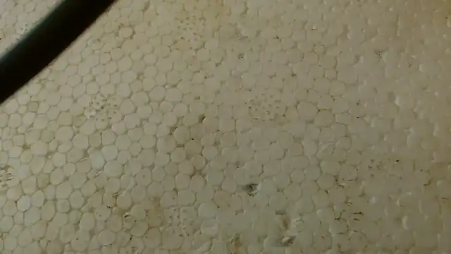 titi fiesta online show from 02/01/26, 05:39