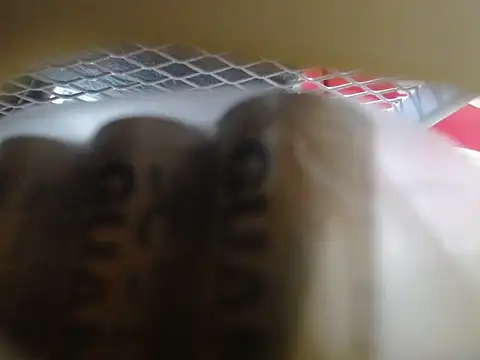 lovense test04 online show from 02/10/26, 06:06