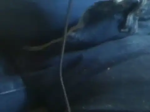 markluvskitty online show from 01/30/25, 08:42