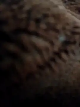 Snapshot of Priya_Bong chatting on 11/10/25, 03:05 Priya Bong online show from 11/10/25, 03:05