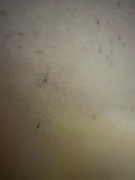 Snapshot of Gladiator_3 chatting on 02/14/26, 11:07 Gladiator 3 online show from 02/14/26, 11:07