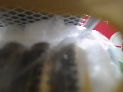 Lovensetest online show from 10/10/25, 03:05