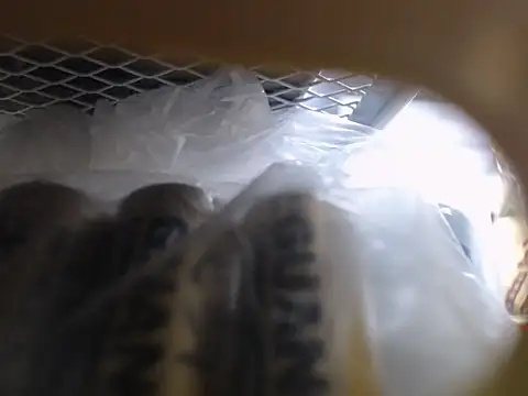 Lovensetest online show from 10/11/25, 06:45