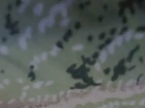 silky milky online show from 10/31/25, 08:21