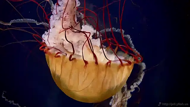 Snapshot of streamy_test11 chatting on 12/24/24, 03:37 streamy test11 online show from 12/24/24, 03:37