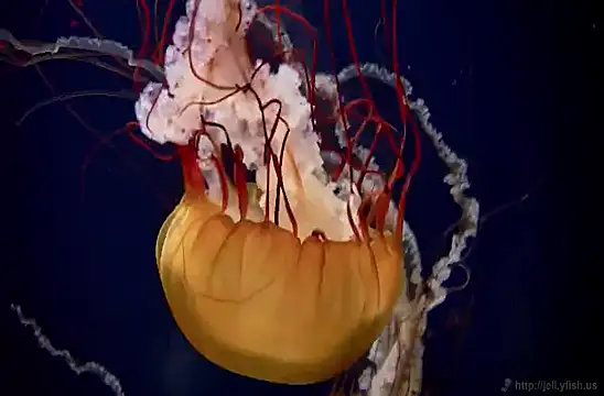 Snapshot of streamy_test11 chatting on 02/04/25, 08:13 streamy test11 online show from 02/04/25, 08:13