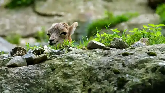 Snapshot of streamy_test11 chatting on 02/11/25, 03:51 streamy test11 online show from 02/11/25, 03:51