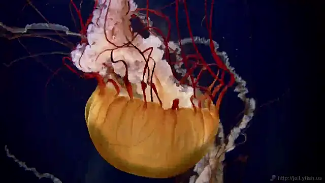 Snapshot of streamy_test11 chatting on 02/13/25, 08:48 streamy test11 online show from 02/13/25, 08:48