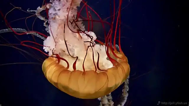 Snapshot of streamy_test11 chatting on 03/03/25, 08:16 streamy test11 online show from 03/03/25, 08:16