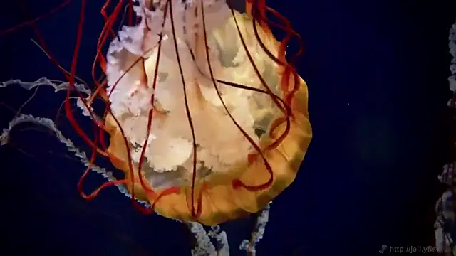 Snapshot of streamy_test11 chatting on 03/13/25, 08:37 streamy test11 online show from 03/13/25, 08:37