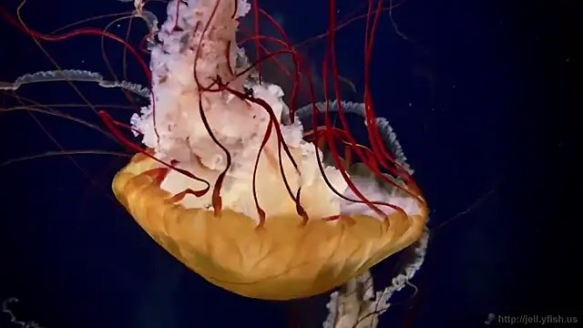 Snapshot of streamy_test11 chatting on 09/15/25, 11:21 streamy test11 online show from 09/15/25, 11:21