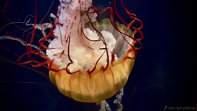 Snapshot of streamy_test11 chatting on 09/22/25, 06:54 streamy test11 online show from 09/22/25, 06:54