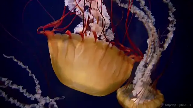 Snapshot of streamy_test11 chatting on 11/03/25, 11:55 streamy test11 online show from 11/03/25, 11:55