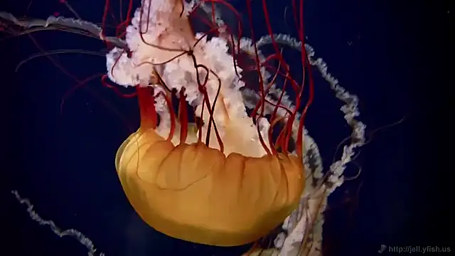 Snapshot of streamy_test11 chatting on 11/05/25, 12:16 streamy test11 online show from 11/05/25, 12:16