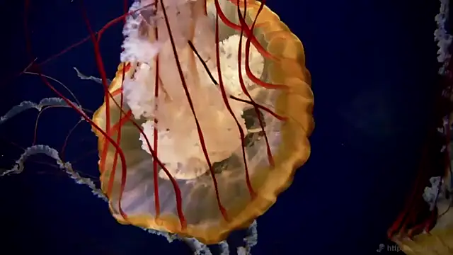 Snapshot of streamy_test11 chatting on 11/19/25, 09:53 streamy test11 online show from 11/19/25, 09:53