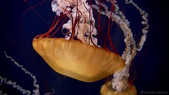 Snapshot of streamy_test11 chatting on 12/03/25, 08:56 streamy test11 online show from 12/03/25, 08:56