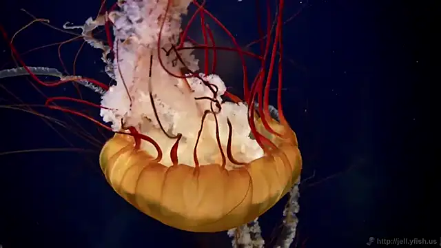 Snapshot of streamy_test11 chatting on 12/04/25, 01:42 streamy test11 online show from 12/04/25, 01:42