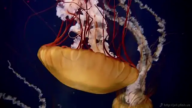 Snapshot of streamy_test11 chatting on 12/15/25, 09:35 streamy test11 online show from 12/15/25, 09:35