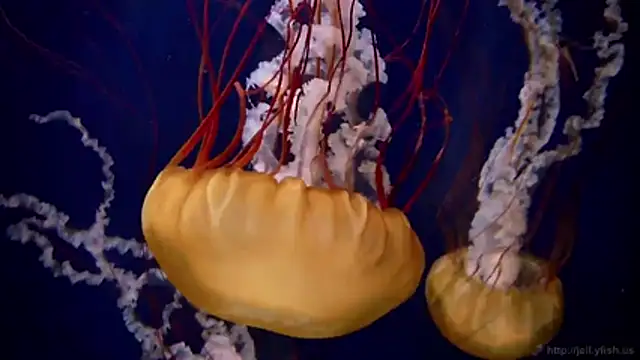 streamy test11 online show from 02/18/26, 09:22