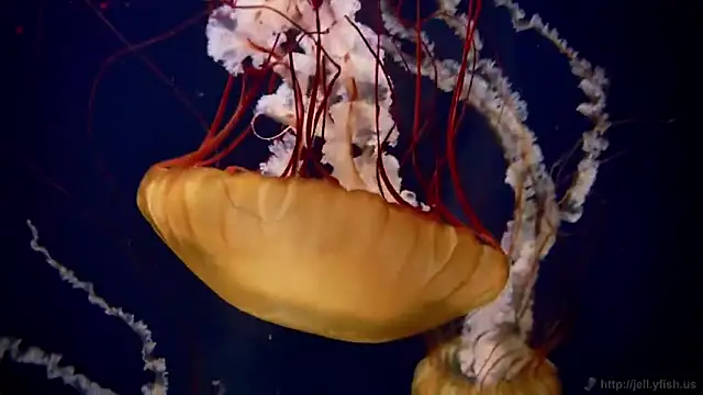 streamy test11 online show from 03/20/26, 08:52