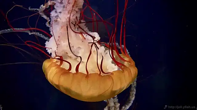 streamy test11 online show from 04/16/26, 02:29