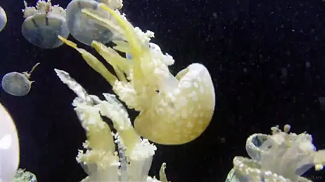 Snapshot of streamy_test11 chatting on 07/14/26, 02:12 streamy test11 online show from 07/14/26, 02:12