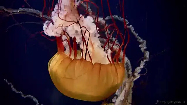 streamy test12 online show from 12/02/24, 08:09