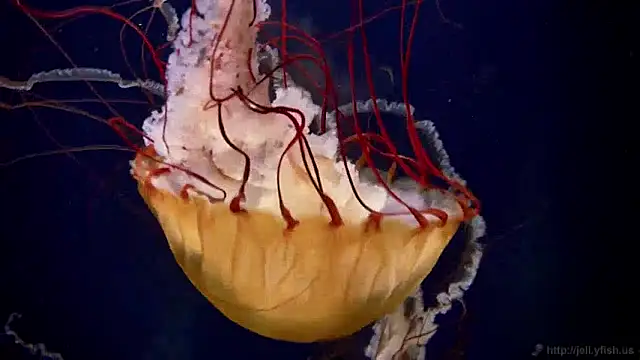 streamy test12 online show from 12/04/24, 08:12