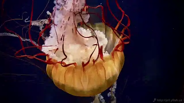 streamy test12 online show from 12/09/24, 08:11