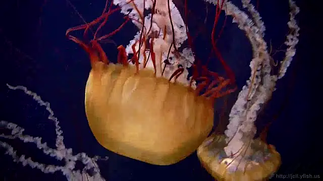 streamy test12 online show from 12/24/24, 08:11