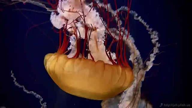 streamy test12 online show from 12/27/24, 08:13