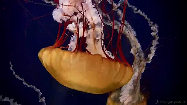 streamy test12 online show from 12/30/24, 08:10