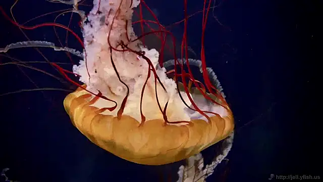 streamy test12 online show from 01/14/25, 08:20